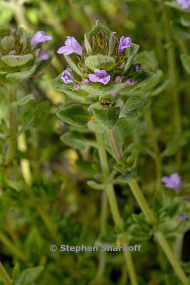 thymus camphoratus 2 graphic